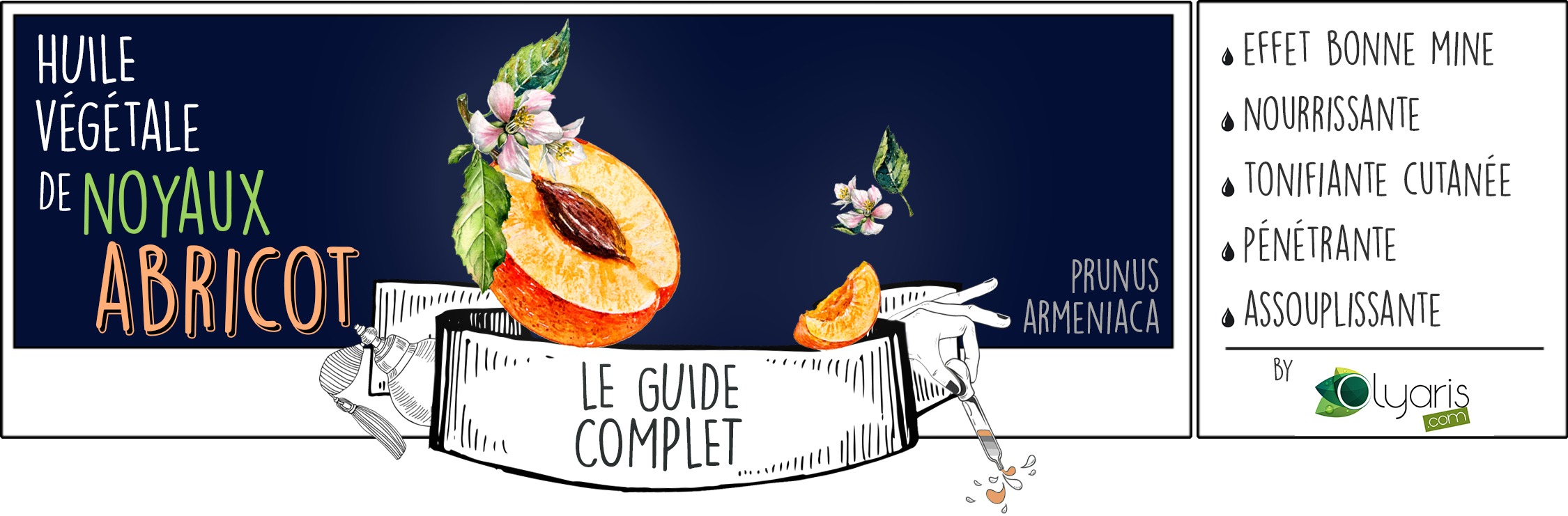 Huile Végétale de Noyaux d'Abricot : le Guide d'Utilisation Complet - Olyaris